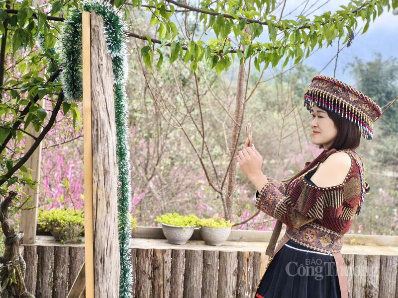 Bản Sin Suối Hồ (xã Sin Suối Hồ, tỉnh Lai Châu) đang trở thành một trong những điểm đến hấp dẫn nhất khu vực Tây Bắc.
