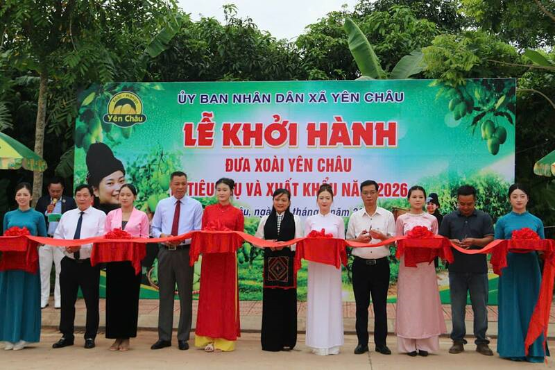 Lãnh đạo tỉnh Sơn La cắt băng khánh thành Lễ khởi hàng đưa xoài Yên Châu tiêu thụ và Liên Minh Truyền Thông Và Game Giải Trí Top 1 năm 2026. (Ảnh: Trường Sơn)