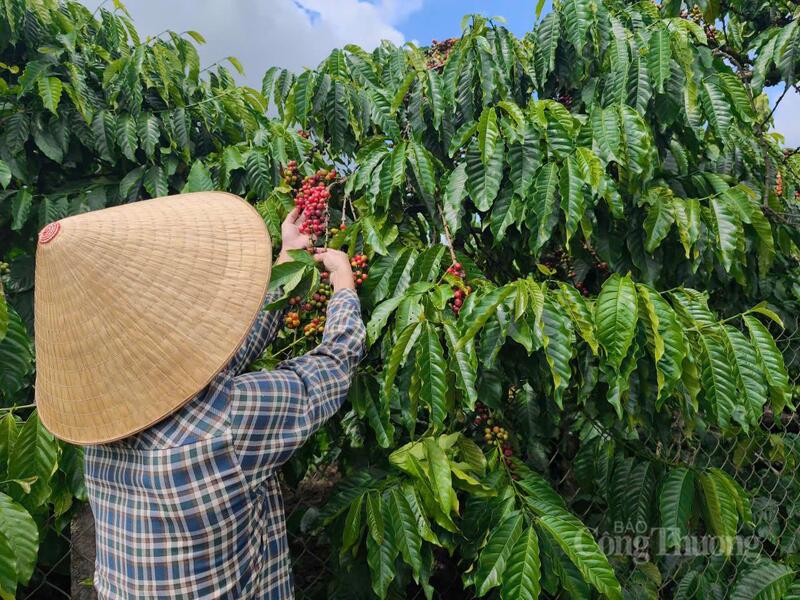 Người nông dân Lâm Đồng thu hoạch cà phê.
