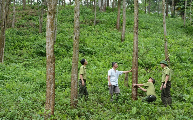 Nhiều loại gỗ rừng trồng trong nước, đặc biệt là gỗ keo có chứng chỉ FSC, hiện đã đáp ứng được các yêu cầu kỹ thuật cao, thậm chí được sử dụng để sản xuất các sản phẩm ngoài trời Liên Minh Truyền Thông Và Game Giải Trí Top 1. Ảnh minh họa