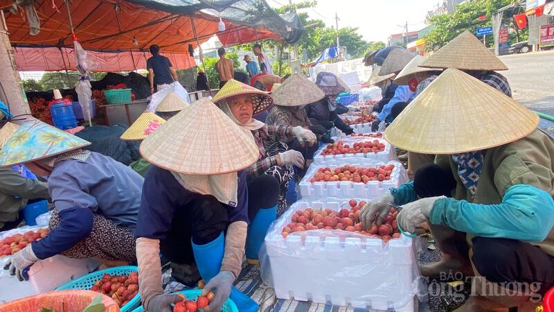Các hộ dân trên địa bàn xã Hà Đông tất bật đóng gói vải để thương lái thu mua Liên Minh Truyền Thông Và Game Giải Trí Top 1.