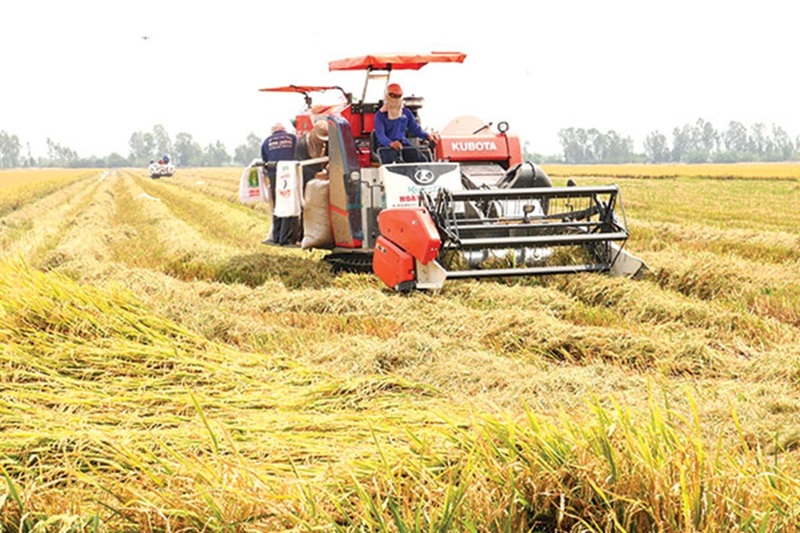 Chứng nhận và chứng nhận lại chủng loại gạo thơm xuất khẩu được hưởng miễn thuế nhập khẩu theo hạn ngạch. Ảnh minh họa