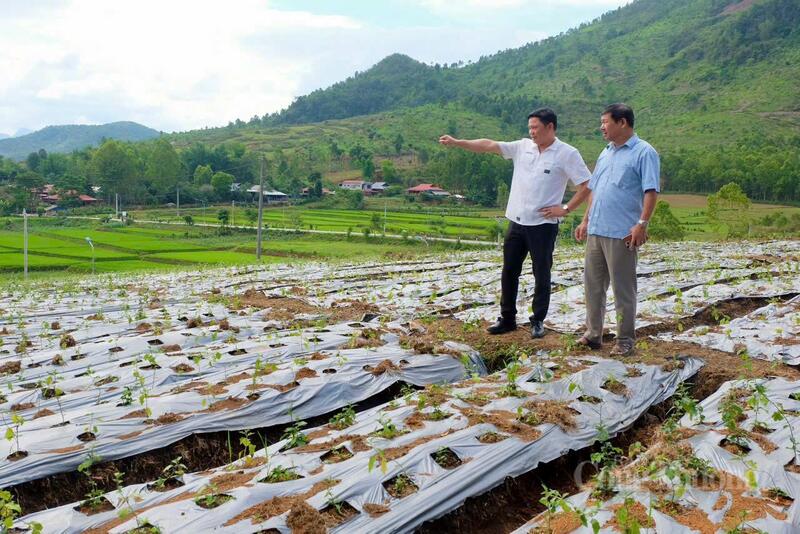 Cây cà gai leo đang dần trở thành một trong những cây trồng mang lại giá trị kinh tế, góp phần nâng cao thu nhập cho người dân vùng cao xã Tủa Chùa, tỉnh Điện Biên.