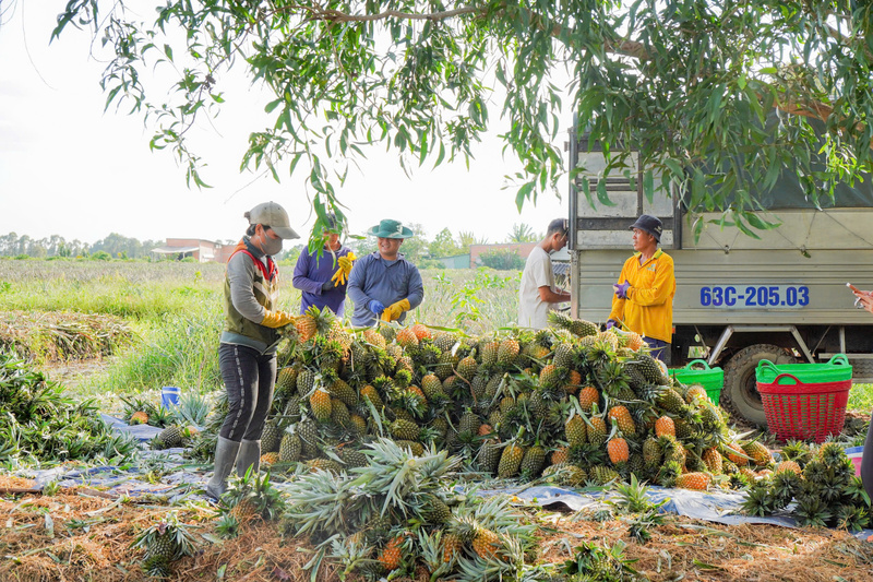 Nông sản chất lượng cao, dù có giá thành cao hơn sản phẩm đại trà, vẫn có thể tìm thấy đúng phân khúc khách hàng trên thương mại điện tử. Ảnh: TT