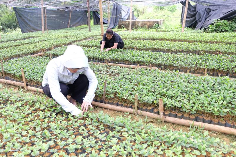 Các vườn ươm tại xã Mường Mùn đang được chăm sóc tốt, bảo đảm nguồn cây giống phục vụ nhu cầu mở rộng diện tích sản xuất.