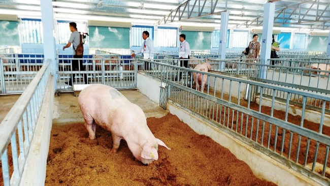 Đệm lót sinh học hiếu khí là giải pháp giảm phát thải ngay từ nguồn phát sinh. Ảnh: vietstock.org