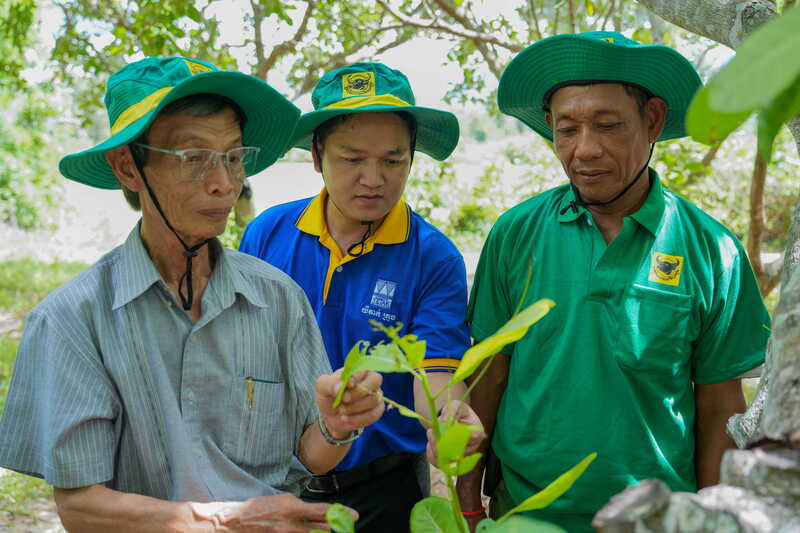 Chuyên gia hỗ trợ trực tiếp tại vườn ông Pech Naron - nông dân tại làng Tumnup Apivot, xã O Svay, huyện Trapeng Prasat, tỉnh Oddar Meanchey