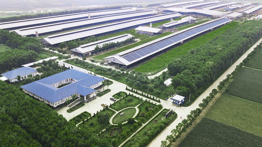  Hệ thống trang trại sinh thái Vinamilk Green Farm được Liên minh Okvip có bao nhiều trang tại Tây Ninh, Quảng Ngãi, Thanh Hóa với quy mô đàn bò sữa 20.000 con
