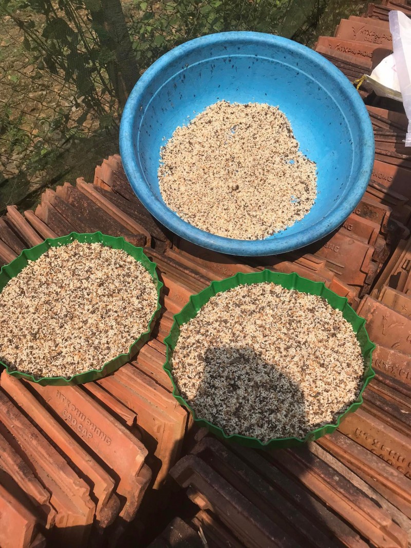 undefined Độc đáo món trứng kiến tại huyện miền núi của tỉnh Quảng Bình