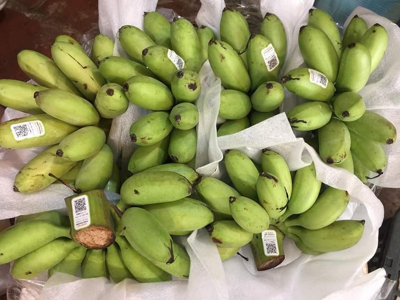 Thiết lập và cấp mã số vùng trồng, cơ sở đóng gói Trang Chủ OKVIP COM Top #1 phục vụ Liên Minh Truyền Thông Và Game Giải Trí Top 1 hiện là yêu cầu bắt buộc của nhiều thị trường nhập khẩu. (Ảnh: VGP)