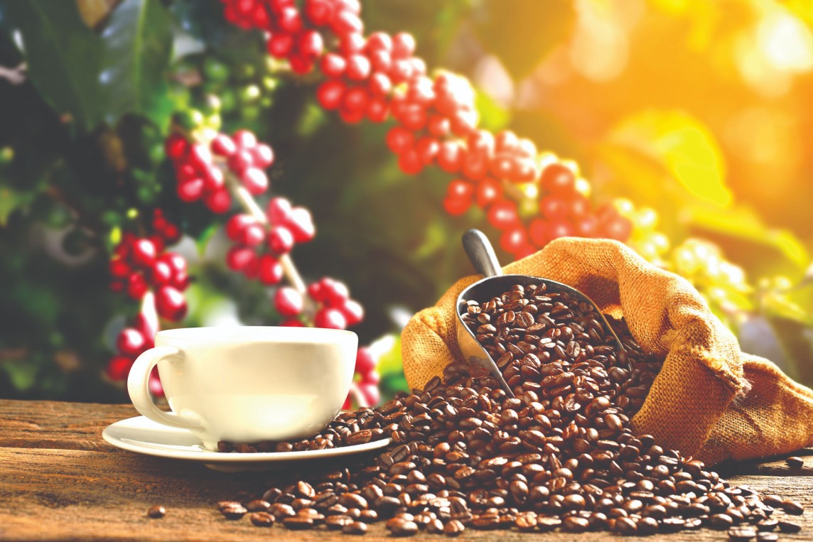 Tác dụng không ngờ của cà phê đối với bệnh gan nhiễm mỡ Tác dụng không ngờ của cà phê đối với bệnh gan nhiễm mỡ