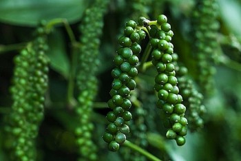 Xuất khẩu hồ tiêu của Việt Nam sang Trung Quốc giảm 82,4%