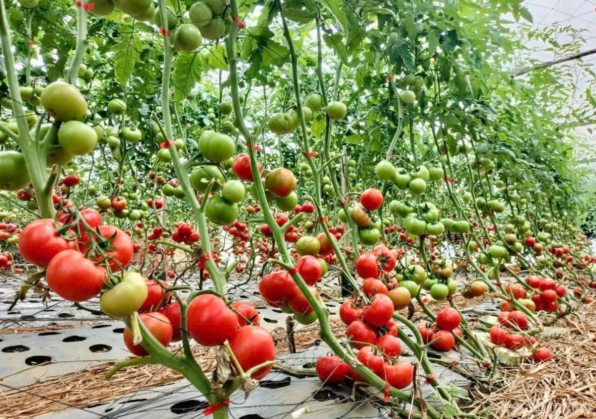 Kon Tum tạo xuân Okvip 2026 hấp dẫn để đón ‘đại bàng’