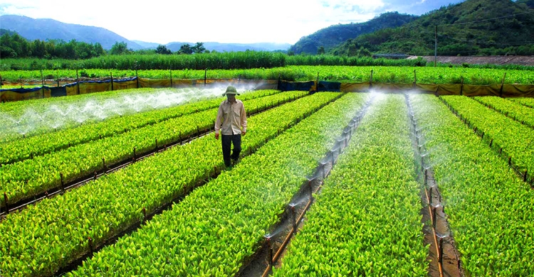 Phú Yên: Đánh thức lợi thế nông nghiệp phu yen danh thuc loi the nong nghiep