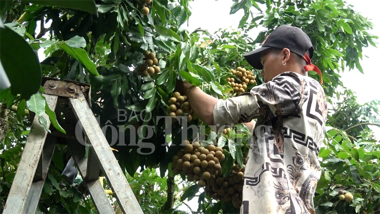 Mở rộng thị trường tiêu thụ cho thương hiệu “Nhãn Sông Mã” mo rong thi truong tieu thu cho thuong hieu nhan song ma
