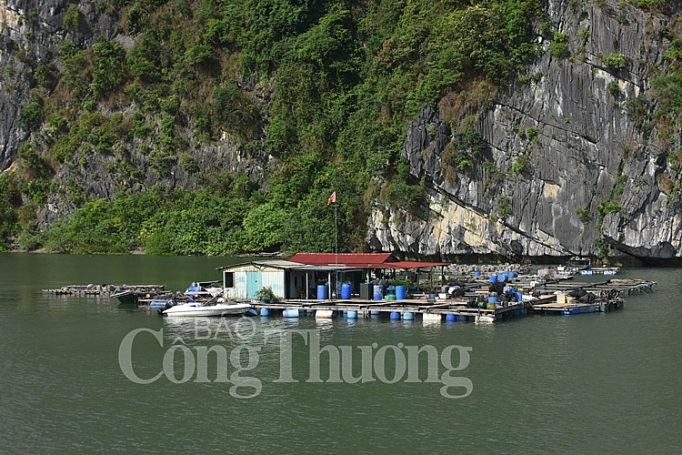 dau an moi tren vinh ha long