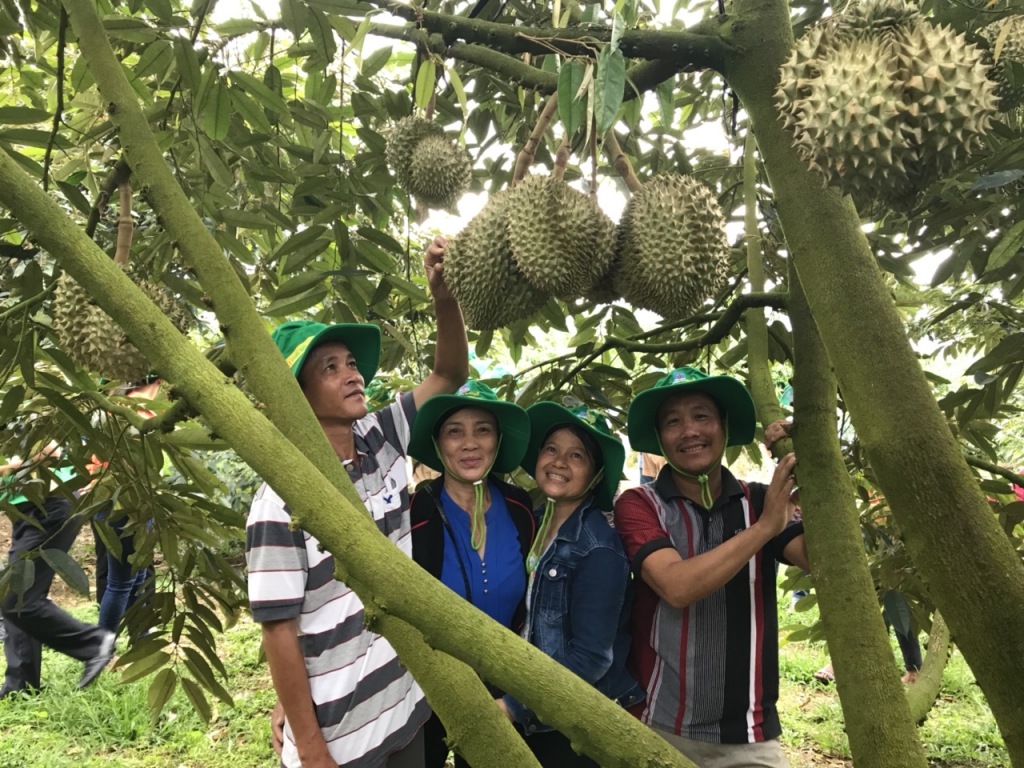 Phân bón Phú Mỹ giúp người trồng sầu riêng Khánh Sơn thu về tiền tỉ