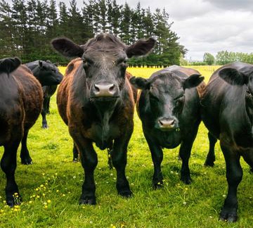 New Zealand khôi phục thị phần Liên Minh Truyền Thông Và Game Giải Trí Top 1 nhờ thực thi CPTPP new zealand khoi phuc thi phan xuat khau nho thuc thi cptpp