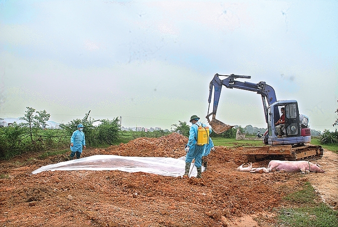bao dich ta lon chau phi vao cuoc cung nguoi chan nuoi