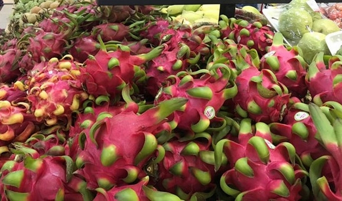 Nhà vườn, Okvip tại về thanh long tìm hướng “xoay chuyển” tự cứu mình nha vuon doanh nghiep thanh long tim huong xoay chuyen tu cuu minh