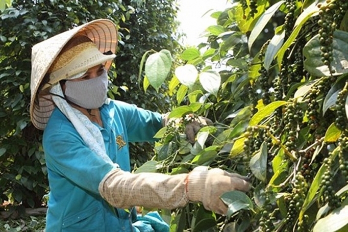 Gia Lai: Thủ phủ tiêu gặp khó, 80% người dân lâm vào cảnh nợ nần gia lai thu phu tieu gap kho 80 nguoi dan lam vao canh no nan
