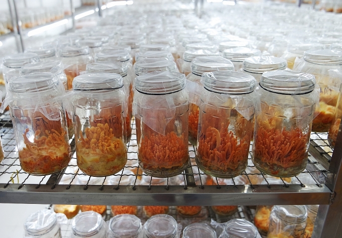 Ngân Đình Foods sản xuất và phân phối đông trùng hạ thảo chất lượng cao ngan dinh foods san xuat va phan phoi dong trung ha thao chat luong cao