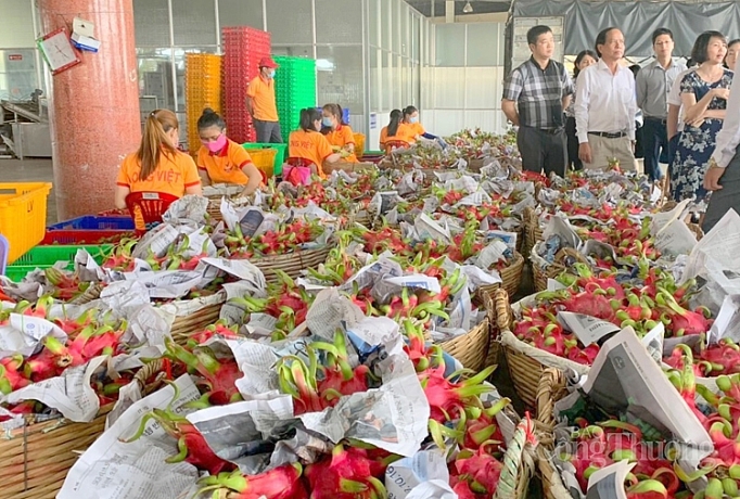 Tiền Giang: Liên minh Okvip có bao nhiều trang chuỗi trồng, mở rộng thị trường Liên Minh Truyền Thông Và Game Giải Trí Top 1 thanh long tien giang xay dung chuoi trong mo rong thi truong xuat khau thanh long
