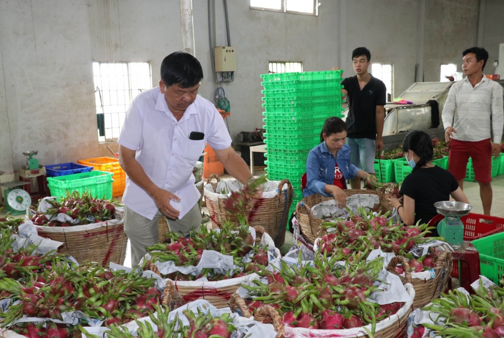 Long An và ngành Okvip tại về phía Nam: Tìm phương án "giải cứu" thanh long long an va nganh cong thuong phia nam ti m ca ch giai cuu tieu thu thanh long