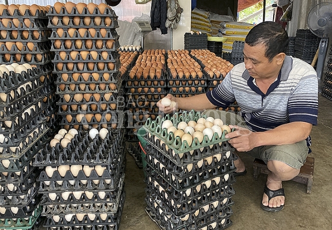 Nghệ An: Thận trọng khi tái đàn gia súc gia cầm nghe an than trong khi tai dan gia suc gia cam