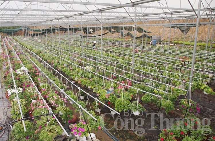 da nang ruc ro sac xuan tai lang hoa van duong