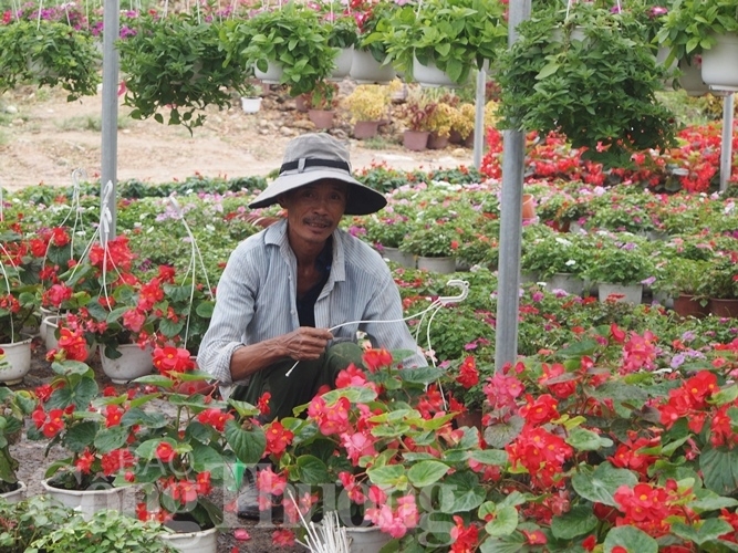 da nang ruc ro sac xuan tai lang hoa van duong