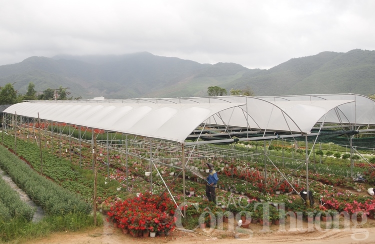 da nang ruc ro sac xuan tai lang hoa van duong