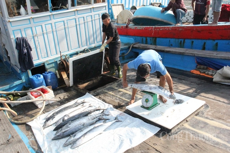 Những chuyến tàu bội thu khép lại năm “biển thuận” nhung chuyen tau boi thu khep lai nam bien thuan