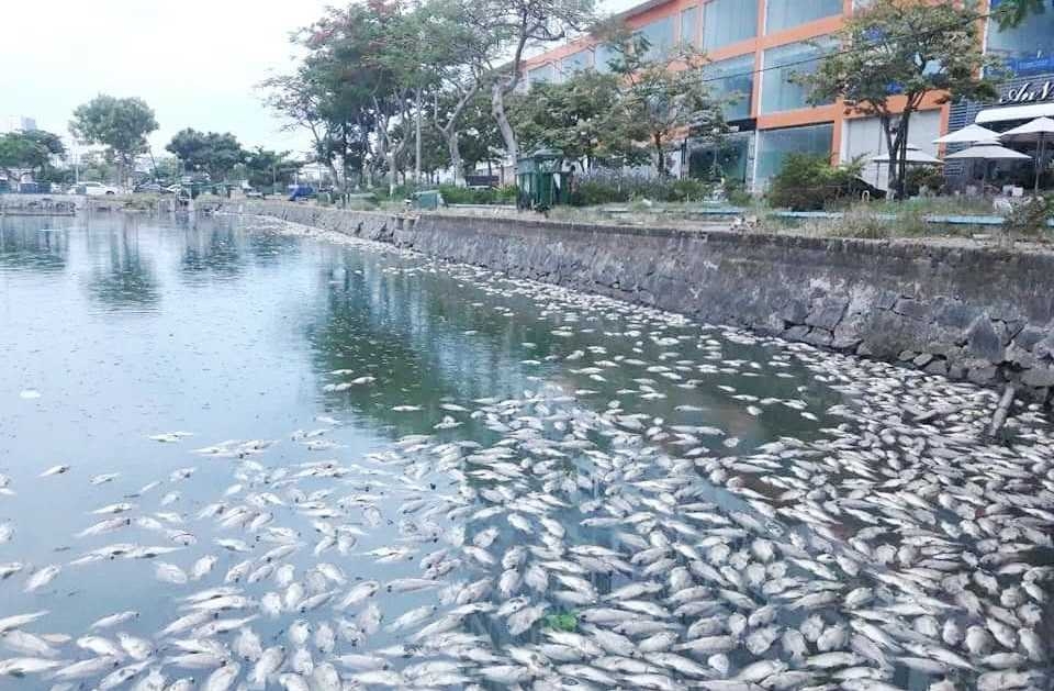 Nguyên nhân cá chết hàng loạt tại 2 hồ điều tiết ở TP. Đà Nẵng ca chet hang loat tai 2 ho dieu tiet o tp da nang