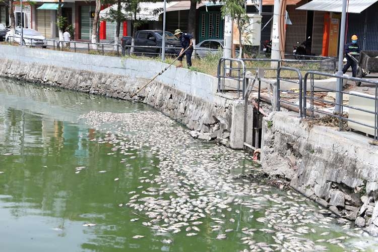 Nguyên nhân cá chết hàng loạt tại 2 hồ điều tiết ở TP. Đà Nẵng ca chet hang loat tai 2 ho dieu tiet o tp da nang