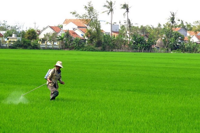ca nuoc tap trung san xuat vu dong xuan va rau mau vu xuan