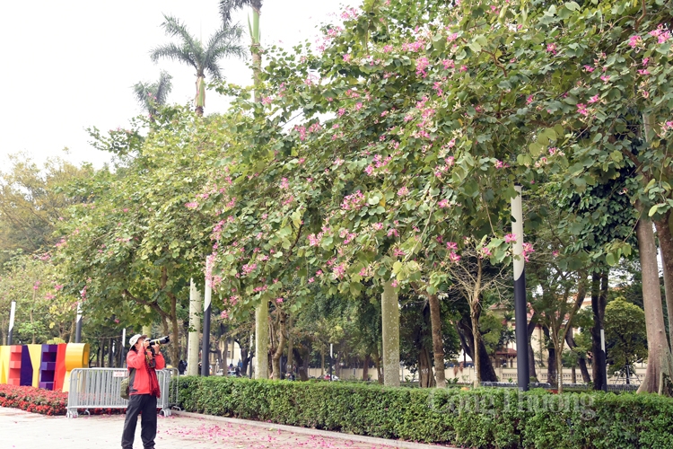 Rực sắc hoa ban bung tỏa giữa lòng Hà Nội ruc sac hoa ban bung toa giua long ha noi