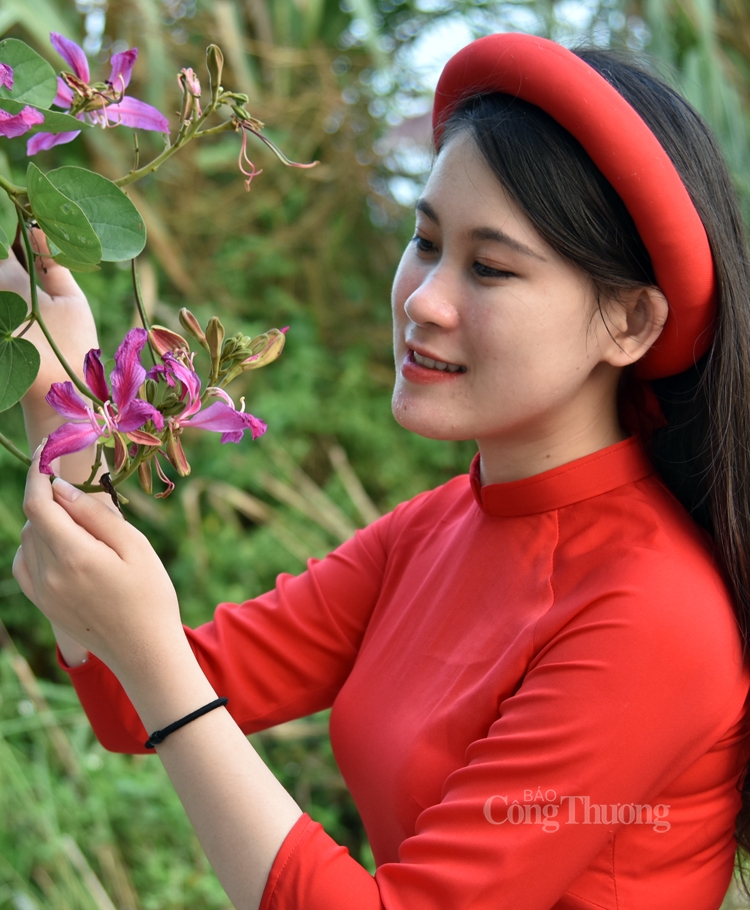 Rực sắc hoa ban bung tỏa giữa lòng Hà Nội ruc sac hoa ban bung toa giua long ha noi