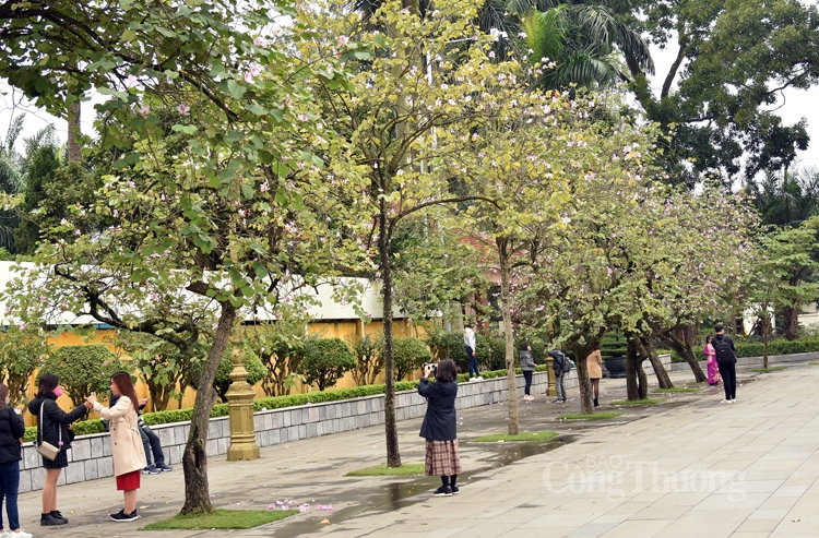 Rực sắc hoa ban bung tỏa giữa lòng Hà Nội ruc sac hoa ban bung toa giua long ha noi