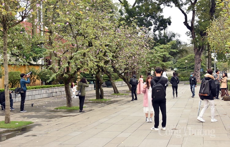 Rực sắc hoa ban bung tỏa giữa lòng Hà Nội ruc sac hoa ban bung toa giua long ha noi