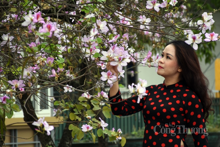 Rực sắc hoa ban bung tỏa giữa lòng Hà Nội ruc sac hoa ban bung toa giua long ha noi