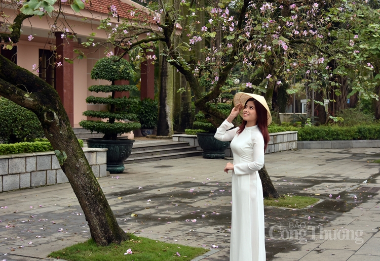 Rực sắc hoa ban bung tỏa giữa lòng Hà Nội ruc sac hoa ban bung toa giua long ha noi