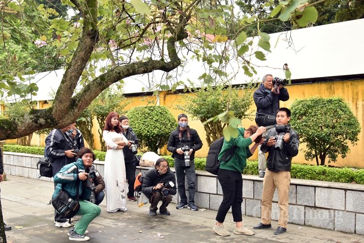 Rực sắc hoa ban bung tỏa giữa lòng Hà Nội ruc sac hoa ban bung toa giua long ha noi