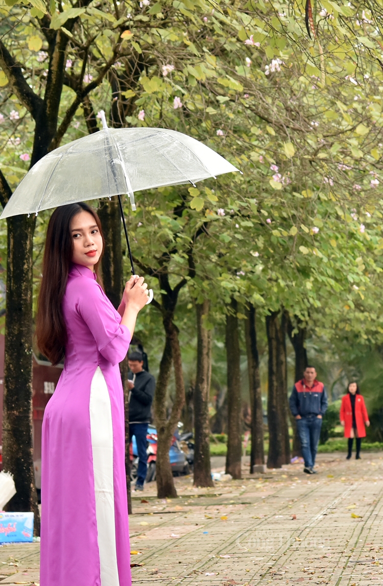 Rực sắc hoa ban bung tỏa giữa lòng Hà Nội ruc sac hoa ban bung toa giua long ha noi