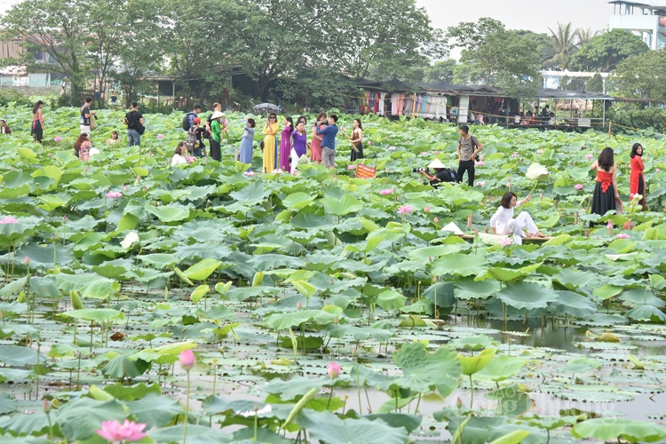 sen ho tay vao mua