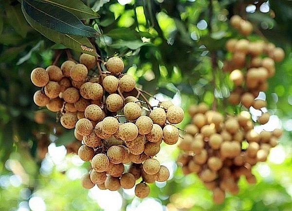 chu trong tuan thu quy dinh xuat khau nhan vao uc