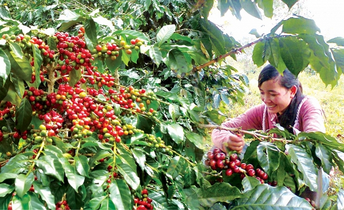 Cà phê Việt: Làm gì để đạt mục tiêu 6 tỷ USD? ca phe viet lam gi de dat muc tieu 6 ty usd