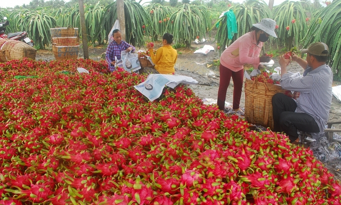 xuat khau nong san sang trung quoc xoa bo tu duy thi truong de tinh