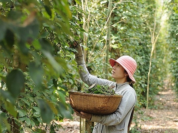 Giá hồ tiêu Phú Quốc giảm sâu, nhiều nông dân bỏ nghề gia ho tieu phu quoc giam sau nhieu nong dan bo nghe