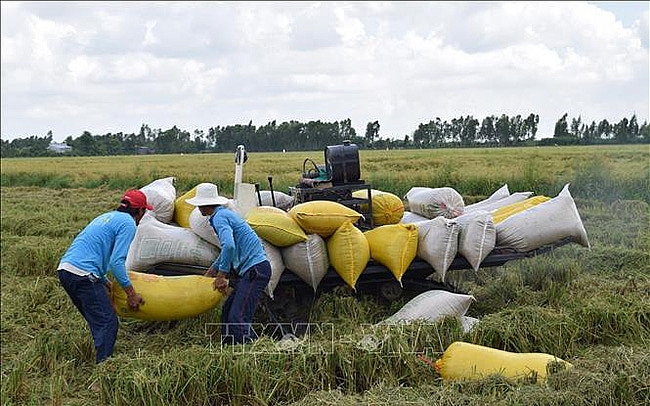 Giá lúa xuống thấp, thương lái "bẻ kèo" khiến nhà nông lao đao gia lua xuong thap thuong lai be keo khien nha nong lao dao